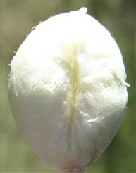  Seed